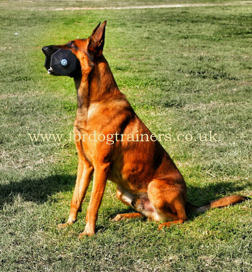 dog training toy with wooden bar